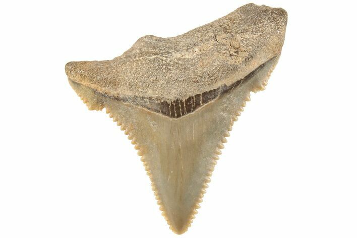 Serrated Angustidens Tooth - Megalodon Ancestor #202412